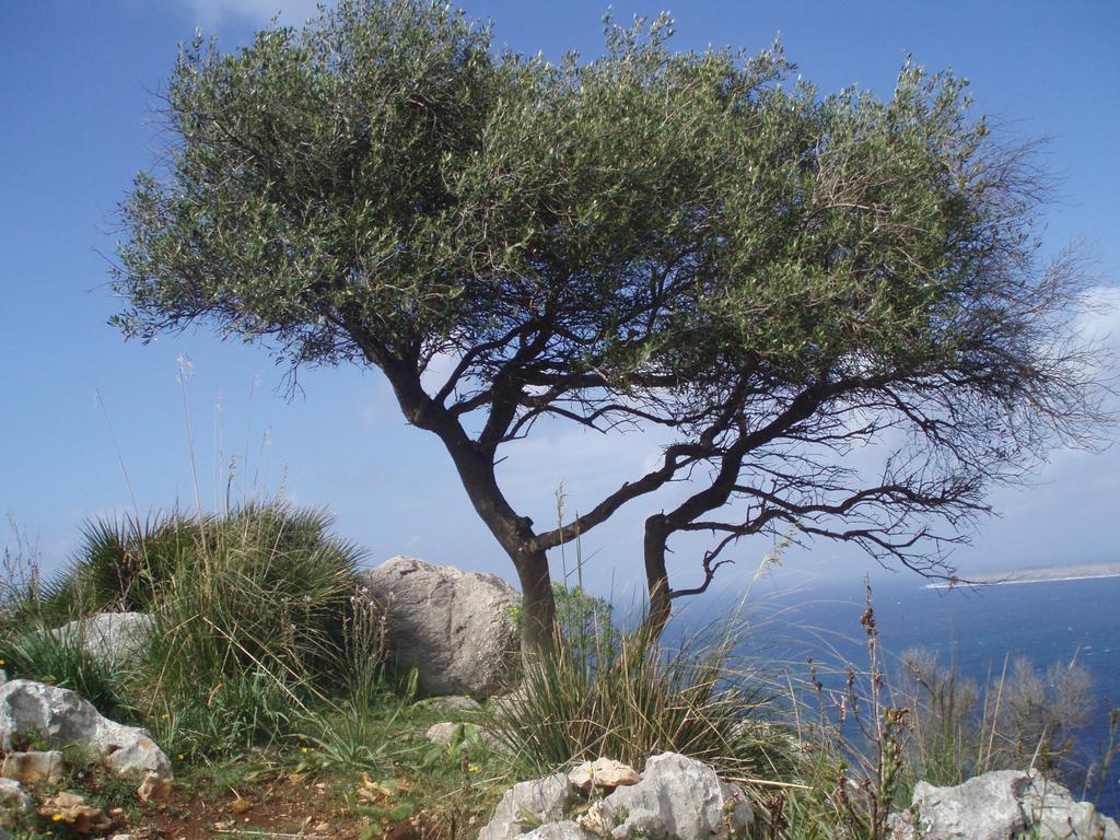 Baia Cofano Apartment *